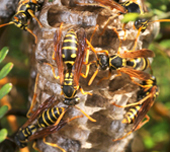 asian paper wasp