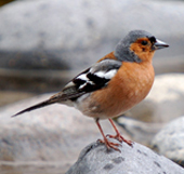 chaffinch