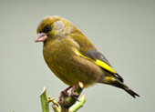 greenfinch