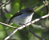 grey warbler