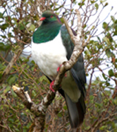 pigeon keruru