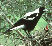 magpie