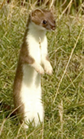 stoat