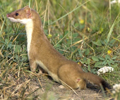 weasel