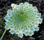 wild carrot